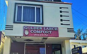 Golden Larch Comfort